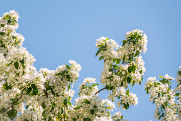 Apple tree branches with white flowers on a background of blue clear sky.