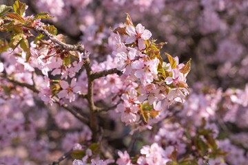 pink cherry sakura blossom in spring
