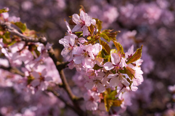 pink cherry blossom in spring