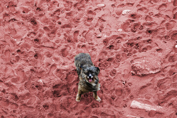 Dog in red sand