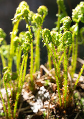 young fern in the forest close up