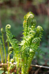 fern leaf in the forest close up