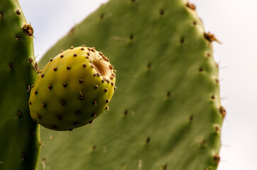 prickly cactus fruit
