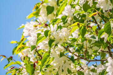 Apple tree branches with white flowers on a background of blue clear sky.