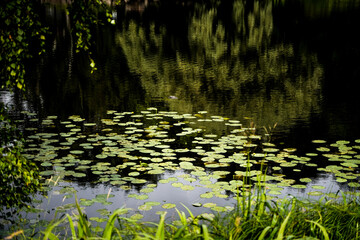 reflection of the trees in the pond landscape