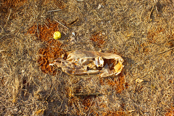 Plastic bottle that was burnt busy to break down in a patch of dirt and grass