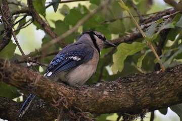 Blue Jay hides in a tree