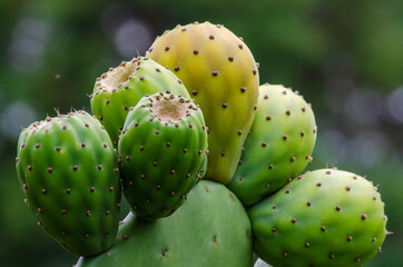 prickly cactus fruit