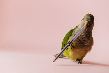 Playful green parrot plays with a pen on a pink background.