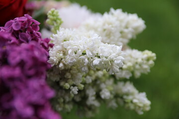 close up of a lilac flower