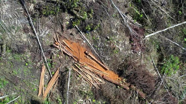A large pile of recently sawed wooden planks laying on the ground on a deforested patch of the Amazon rainforest in South America