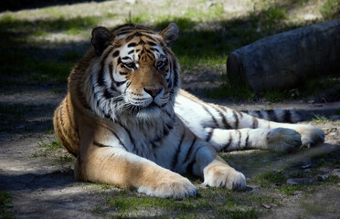 The Siberian tiger,Panthera tigris altaica is the biggest jungle cat in the world. Animal with stripes relaxing or resting