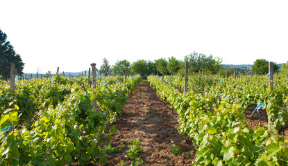 Fototapeta na wymiar vineyard in the field. grapes isolated on white