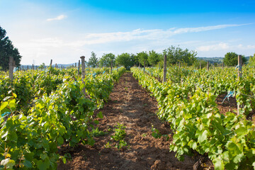Fototapeta na wymiar vineyard in the field. grapes harvesting for wine