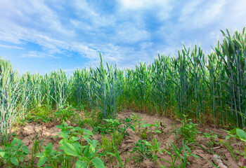 field of wheat, green fresh plant background