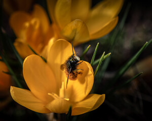 Biene klettert aus Blume