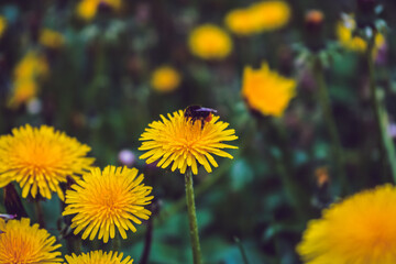 Июньский шмель на одуванчике 