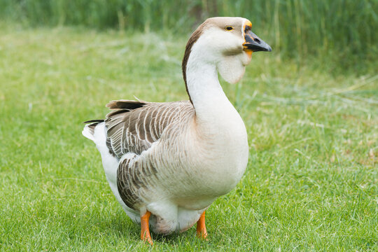 "African Goose" Images – Browse 1,414 Stock Photos, Vectors, and Video ...