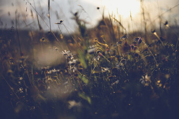 Summer meadow landscape. Green grass, sunshine