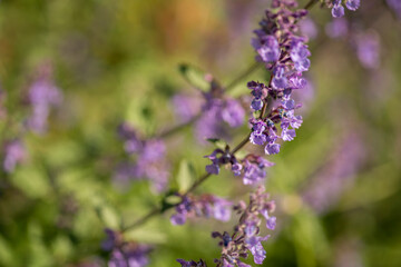 Catmint, nepeta faassenii, purple flowering garden plant