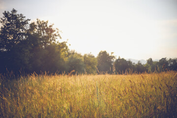 Summer meadow landscape. Green grass, sunshine