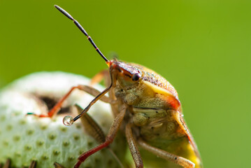 Close-up colourful funny shield bug or stink bug on dandelion with a drop on proboscis