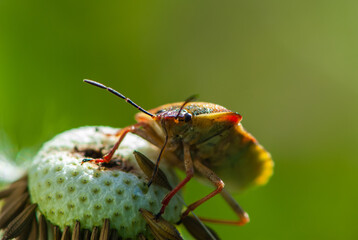 Close-up colourful funny shield bug or stink bug on dandelion with a drop on proboscis
