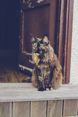 Maine Coon cat and old door. Vintage countryside cat,