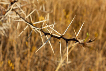 Thorns on a branch of a thorn tree