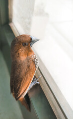 sparrow on the roof