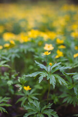 yellow flowers in the field
