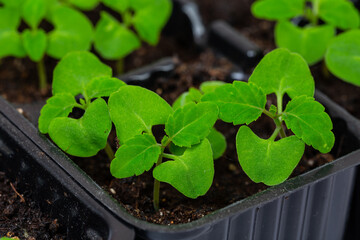 Close-up of green seedling.  germinated sprouts in black seedling tray.