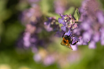 A bumble bee drinking nector from a Catmint, nepeta faassenii, purple flowering garden plant