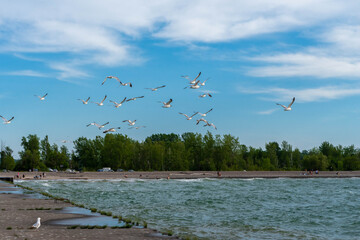 seagulls in flight