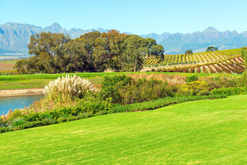 Vineyard landscape in the region of Stellenbosch and Paarl near Cape Town, South Africa.