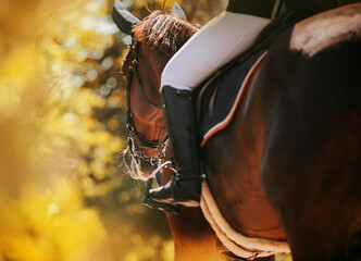 Rear view of a bay horse with a rider in the saddle, which walks through the park among the autumn yellow foliage of trees on a sunny warm day. Equestrian life. Horse riding.