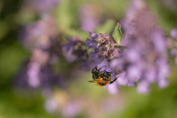 A bumble bee drinking nector from a Catmint, nepeta faassenii, purple flowering garden plant