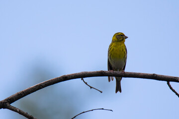 siskin  bird sitting on the branch