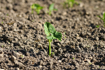 french bean plant