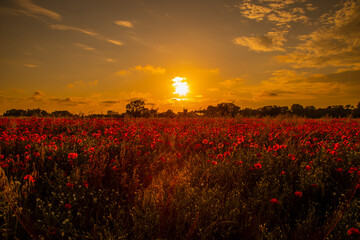 suggestive sunset over the poppy field in Italy