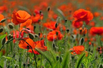 Naturfoto Impression mit roten Mohnblumen im Getreidefeld - Stockfoto