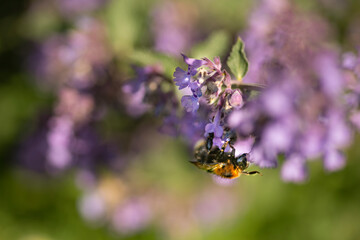 A bumble bee drinking nector from a Catmint, nepeta faassenii, purple flowering garden plant