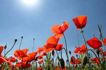 Naturfoto Impression mit roten Mohnblumen im Getreidefeld und strahlend blauer Himmel mit Sonneneinstrahlung - Stockfoto