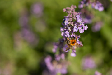 A bumble bee drinking nector from a Catmint, nepeta faassenii, purple flowering garden plant