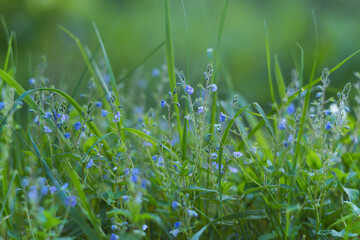 Tiny blue flowers of the wild forest. Veronica samandra on a blurred green background with copy space. Soft focus