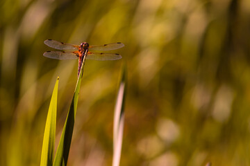 Big Dragonfly sits on a Reed, Nice Dragonfly on reed with nice Bokeh, artfully Dragonfly Photo
