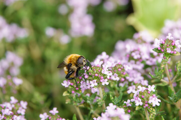 Merodon equestris is a Holarctic species of hoverfly. Like many other hoverflies it displays a colouration pattern similar to a stinging insect as an evolutionary defense mechanism. 