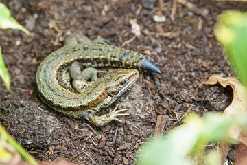 UK common lizard bathes in the sunshine