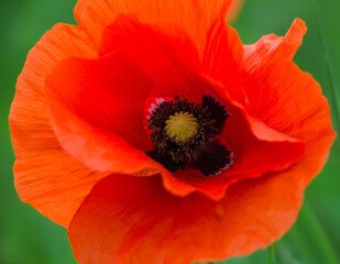 Red large poppy blooms, decorative papaver flower. Growing raw materials for confectionery.