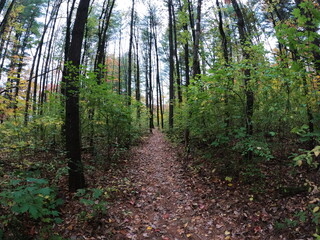 Fototapeta premium path in the forest